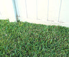 Grass Seed Mat a 23.888 HUF